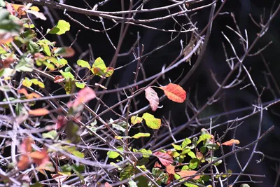 DSC_2195 (Large).JPG